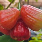 Jambu Air: Buah Segar yang Banyak Diminati, Jamaica dan Dalhari Jadi Primadona di Yogyakarta