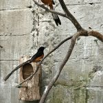 Hobi Burung di Yogyakarta: PASTY, Surga Para Pecinta Kicau Mania